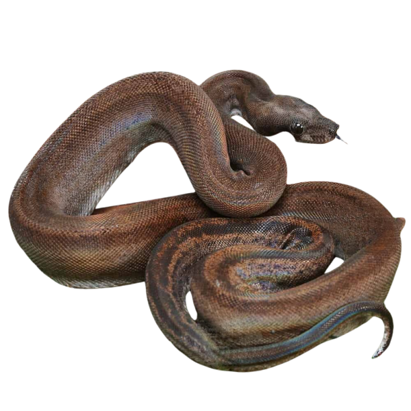 Female Leopard Motley (Eclipse) Het Albino Boa #B78