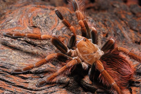 Female Mascara Giant Birdeater Tarantula (3 – 4″)