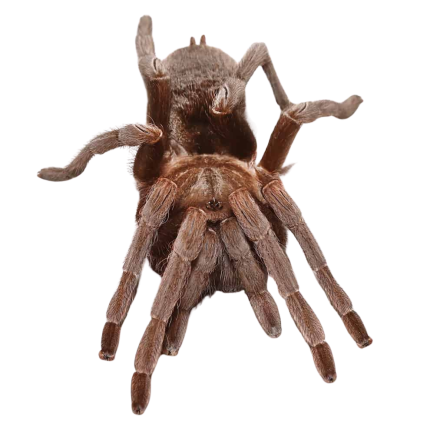 Female Nicaraguan Fossorial Tarantula (2 – 3”)