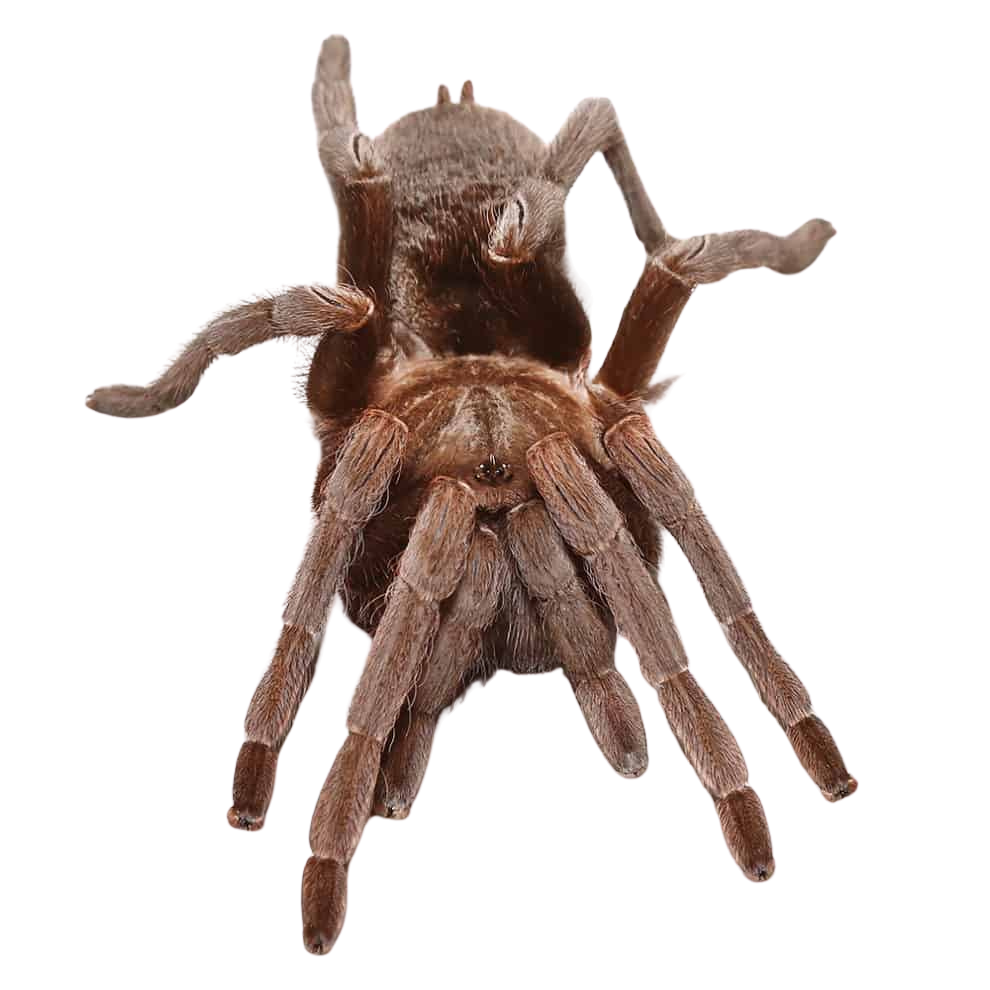 female-nicaraguan-fossorial-tarantula-2-–-3 (1) female nicaraguan fossorial tarantula 2 – 3 1 1