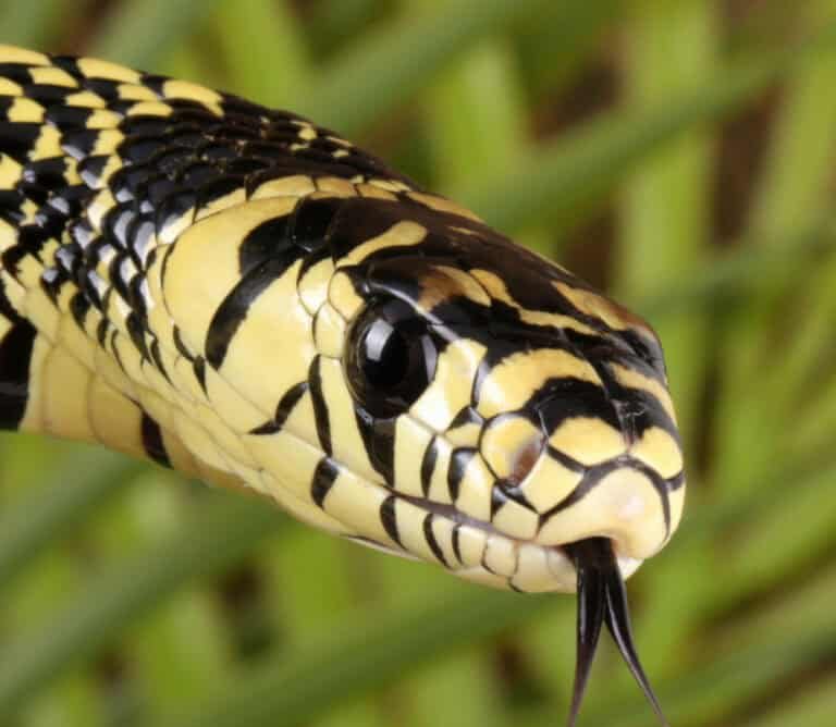 female-nicaraguan-tiger-ratsnake-3 (1) female nicaraguan tiger ratsnake 3 1 e1746446173172