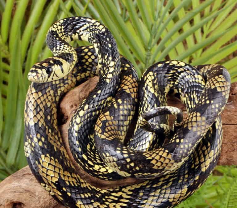 female-nicaraguan-tiger-ratsnake-3 (2) female nicaraguan tiger ratsnake 3 2 e1746446186294