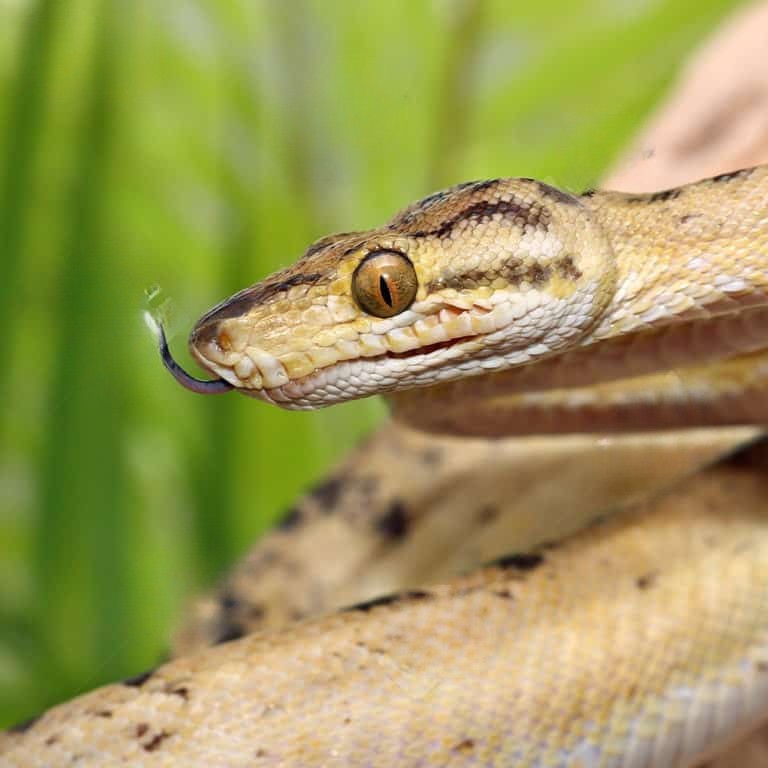 female-pale-banana-phase-amazon-tree-boa female pale banana phase amazon tree boa