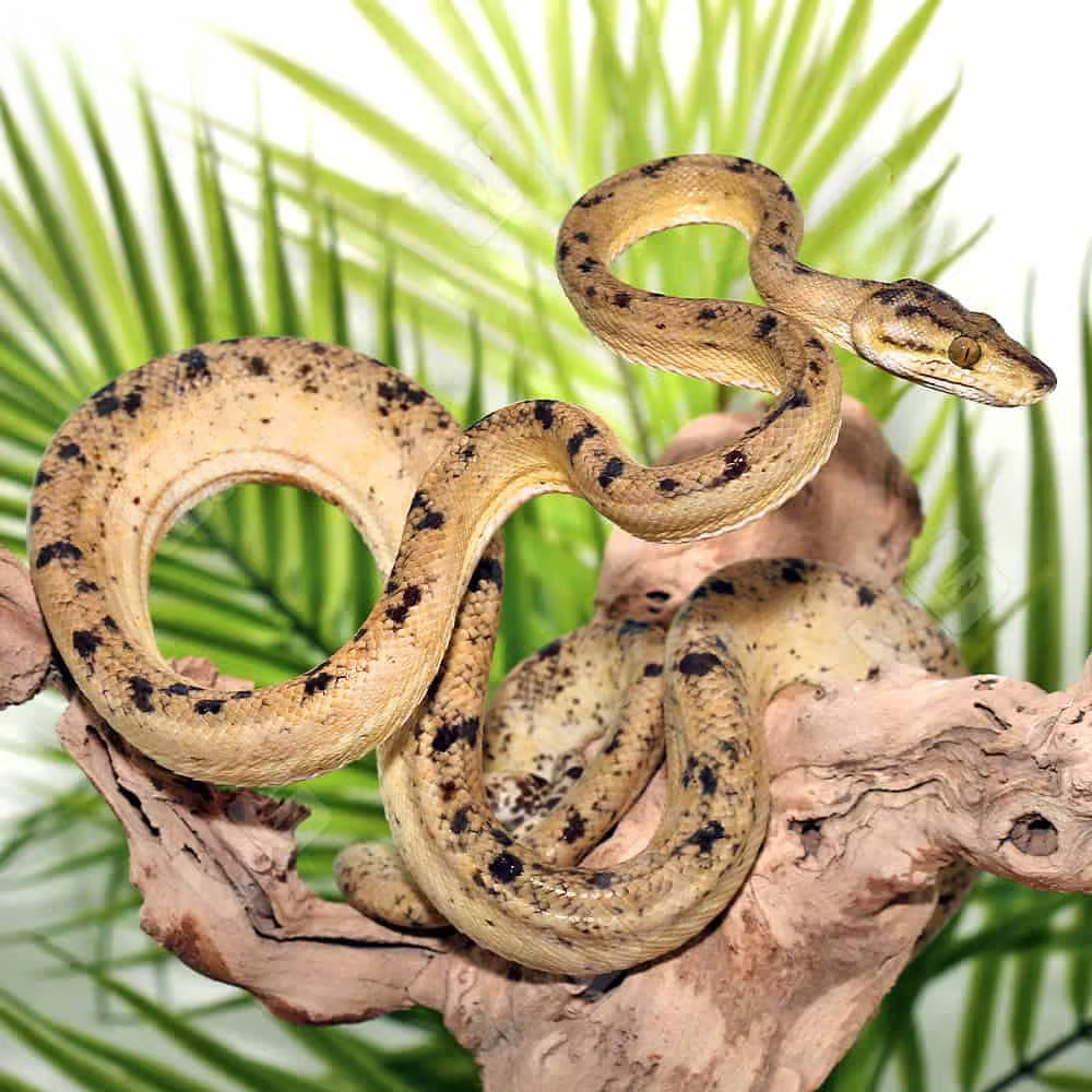 female-pale-banana-phase-amazon-tree-boa female pale banana phase amazon tree boa
