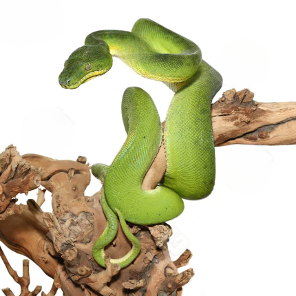 Female Patternless Emerald Tree Boa