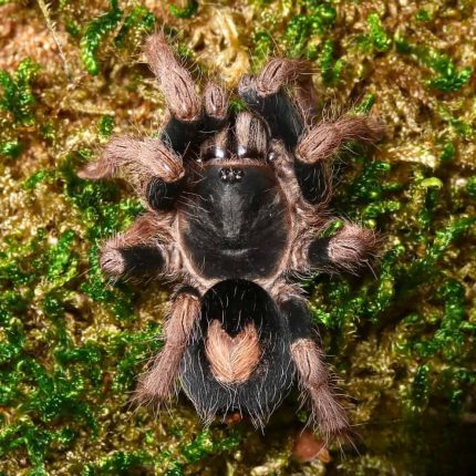 Female Peruvian Dwarf Red Leg Tarantula (1.25”)