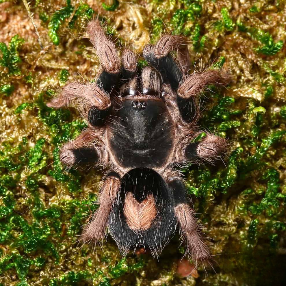 female-peruvian-dwarf-red-leg-tarantula-125 female peruvian dwarf red leg tarantula 125