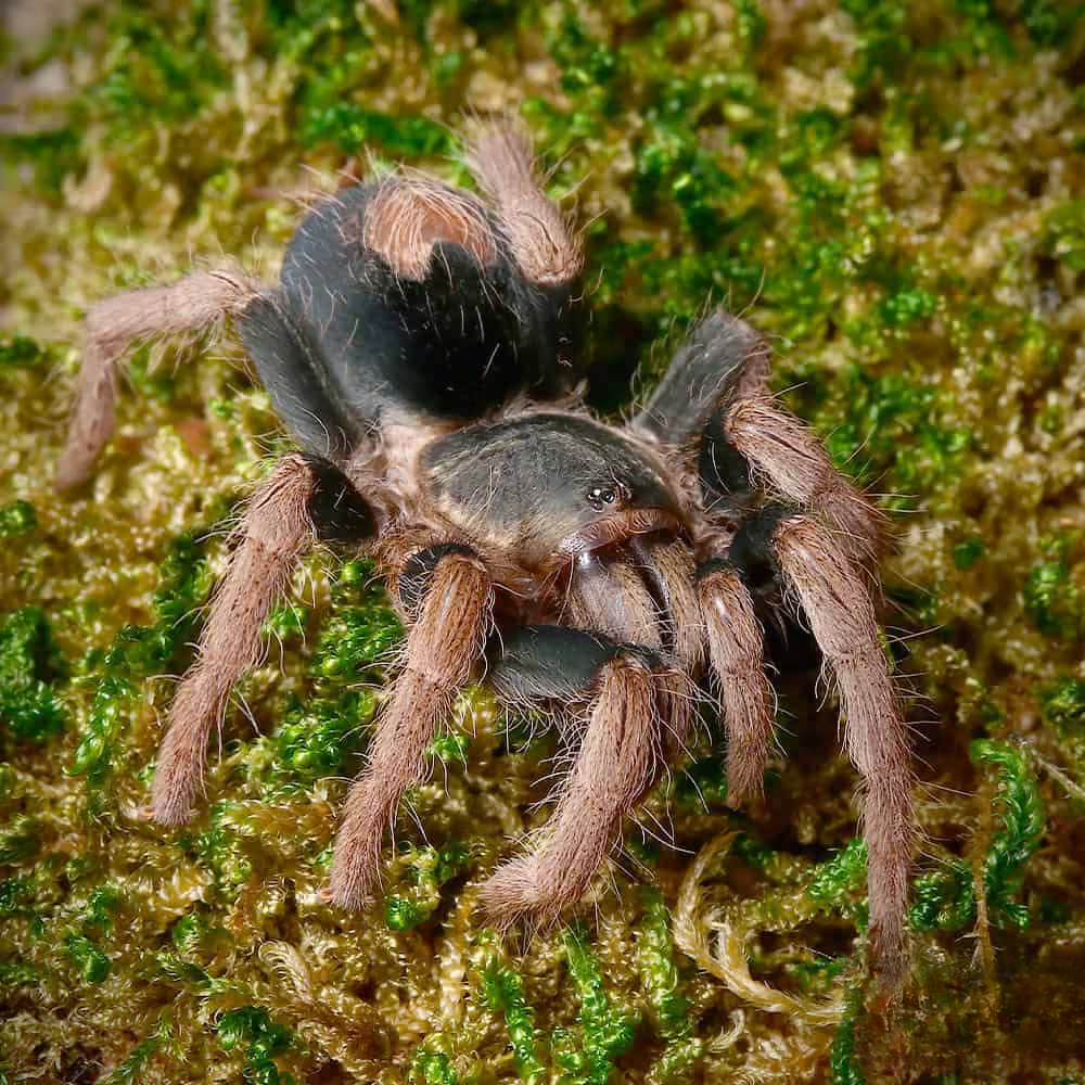 female-peruvian-dwarf-red-leg-tarantula-125 female peruvian dwarf red leg tarantula 125