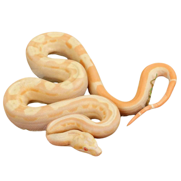 Female Pos Super Hypo Sharp Sunglow 66% Het RDR BEA 66% Het Anery Boa #B121