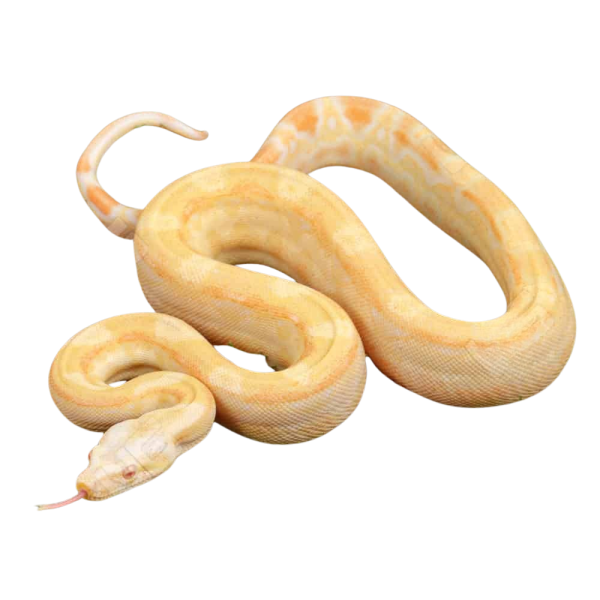Female Pos Super Sharp Sunglow Aztec (Blue Line) Boa #B122