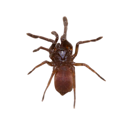 Female Psychedelic Earth Tiger Tarantula (2 – 3”)