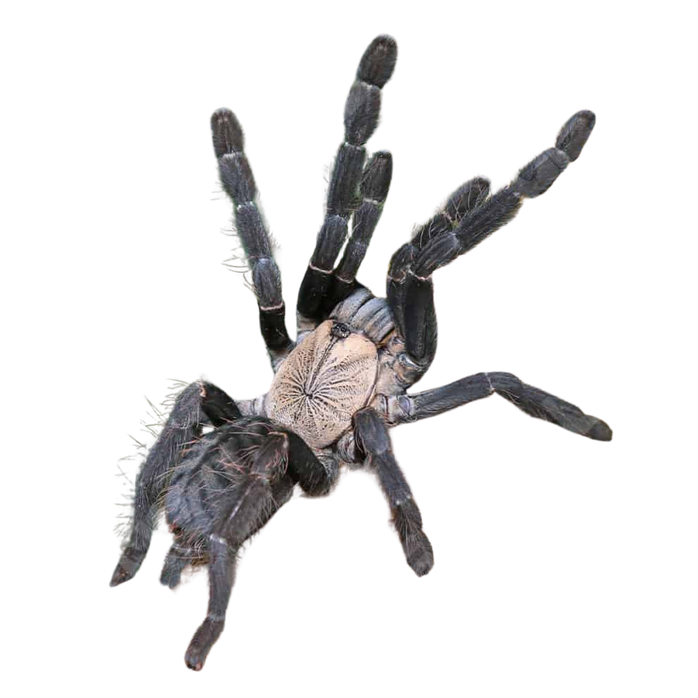 female-purple-earth-tiger-tarantula-3-–-45″ (1) female purple earth tiger tarantula 3 – 45″ 1