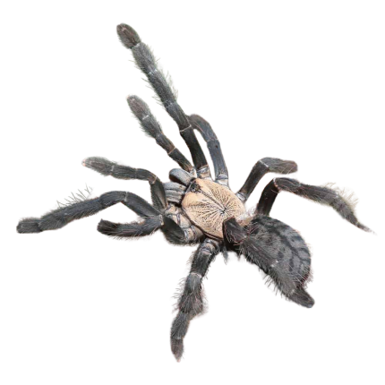Female Purple Earth Tiger Tarantula (3 – 4.5″)