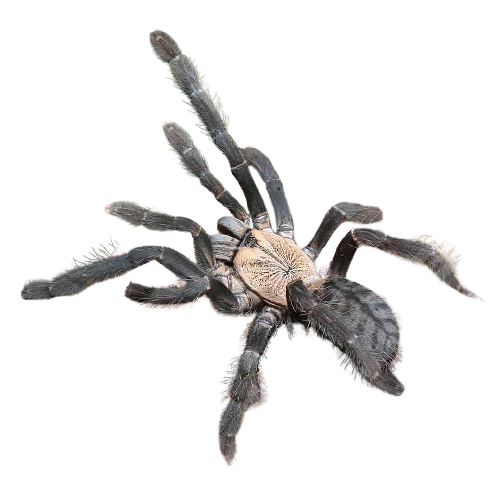 female-purple-earth-tiger-tarantula-3-–-45″ (2) female purple earth tiger tarantula 3 – 45″ 2