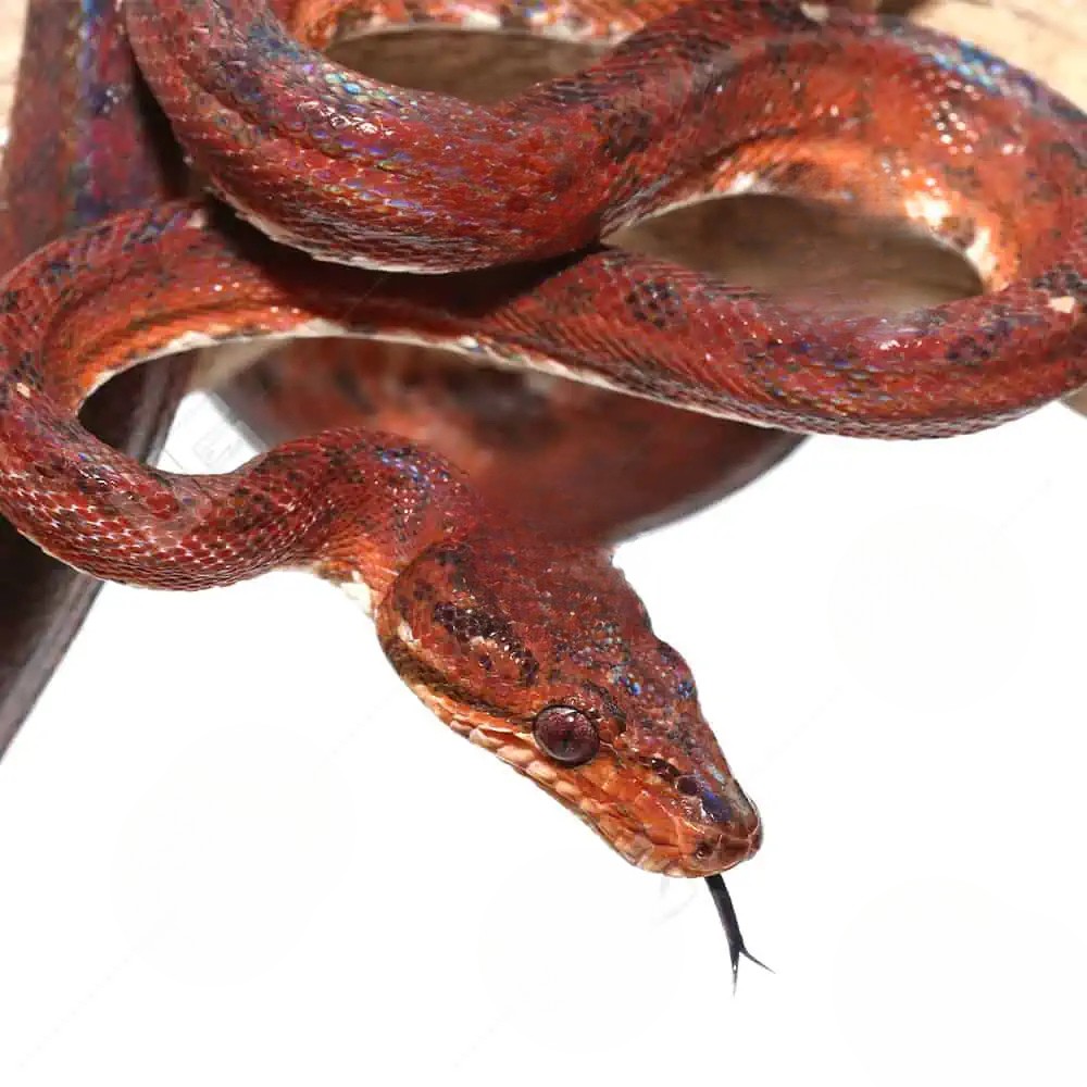 female-red-amazon-tree-boa-2 (1) female red amazon tree boa 2 1