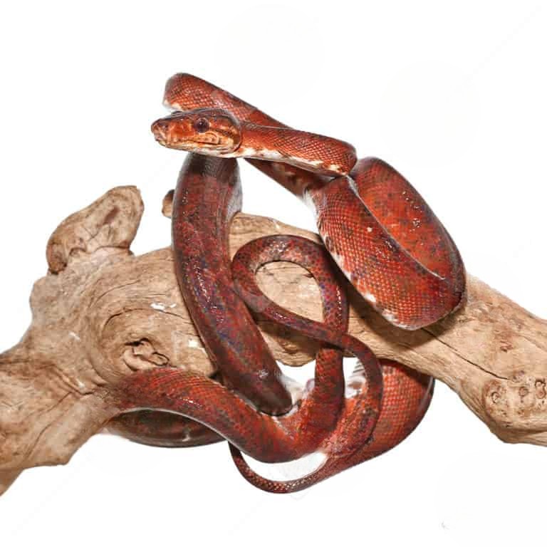 female-red-amazon-tree-boa-2 (2) female red amazon tree boa 2 2