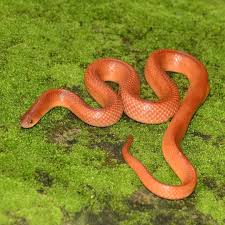 female-red-kukri-snake female red kukri snake