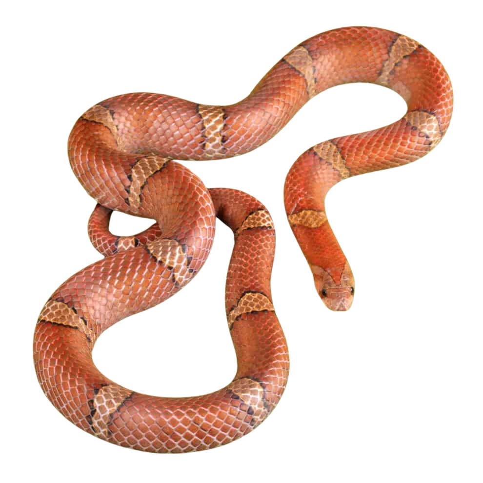 female-red-kukri-snake female red kukri snake