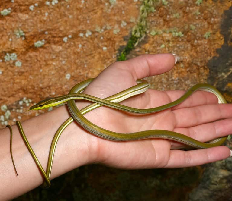 female-striped-sharpnose-snake female striped sharpnose snake 2 e1747071119714