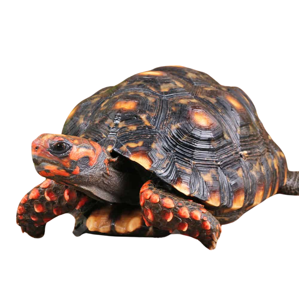 female-sub-adult-cherry-head-redfoot-tortoise (1) female sub adult cherry head redfoot tortoise 1