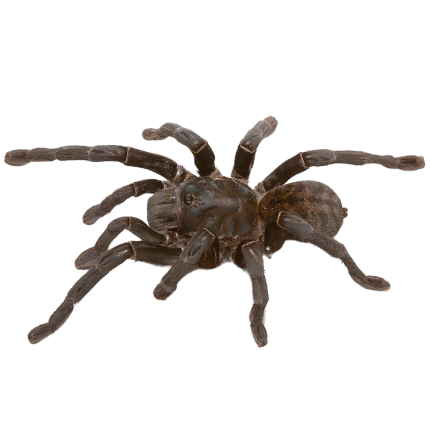 Female Thai Tiger Tarantula (4.5 – 5”)