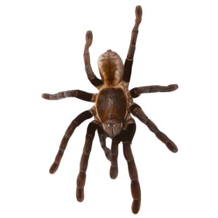 Female Thailand Golden Fringe Tarantula (4 – 5”)