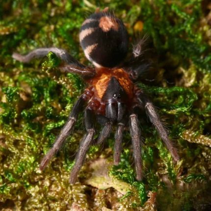Female Trinidad Dwarf Tiger Tarantula (1.25”)