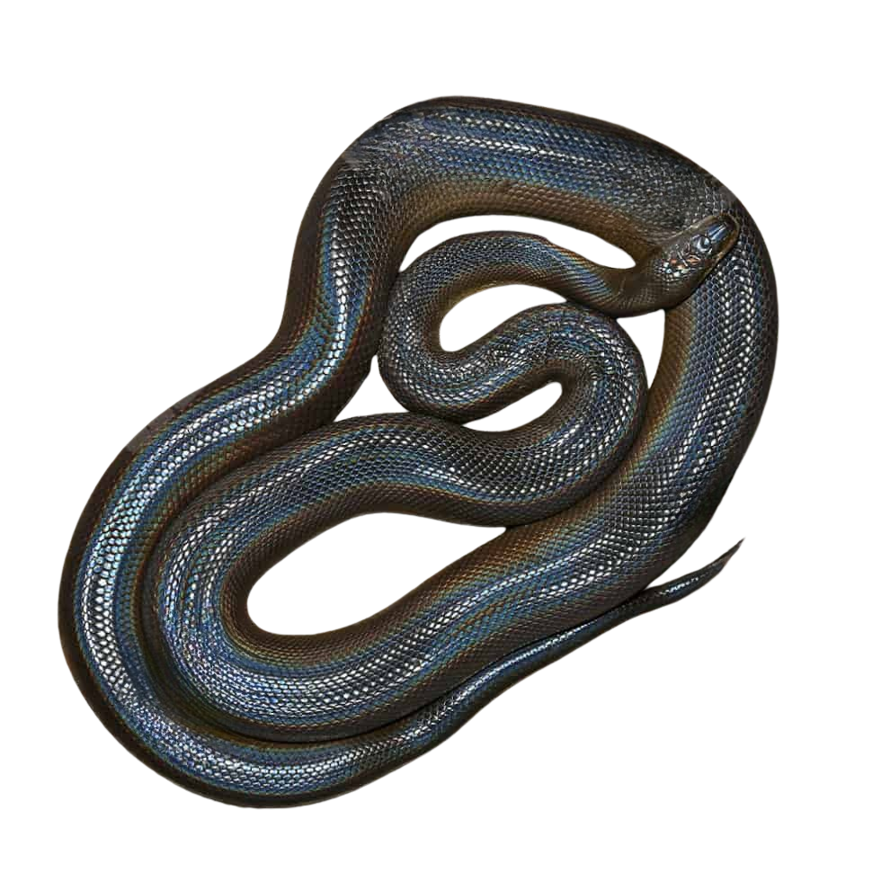 female-water-python (2) female water python 2