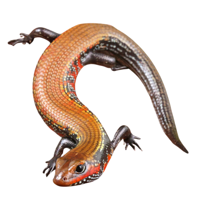 Fire Skink