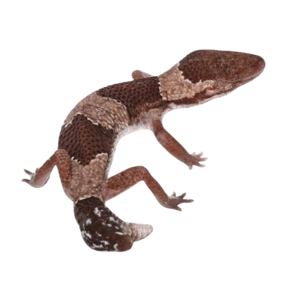 Fishtail African Fat Tail Gecko