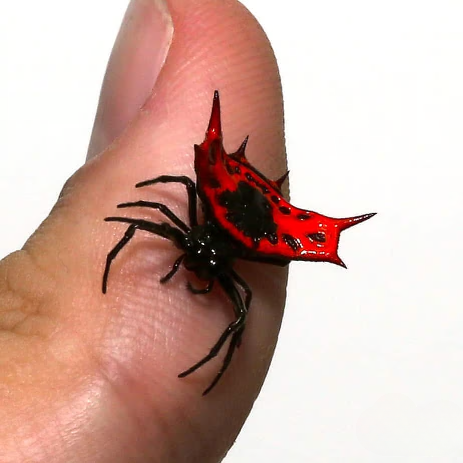 flaming-crown-spider flaming crown spider