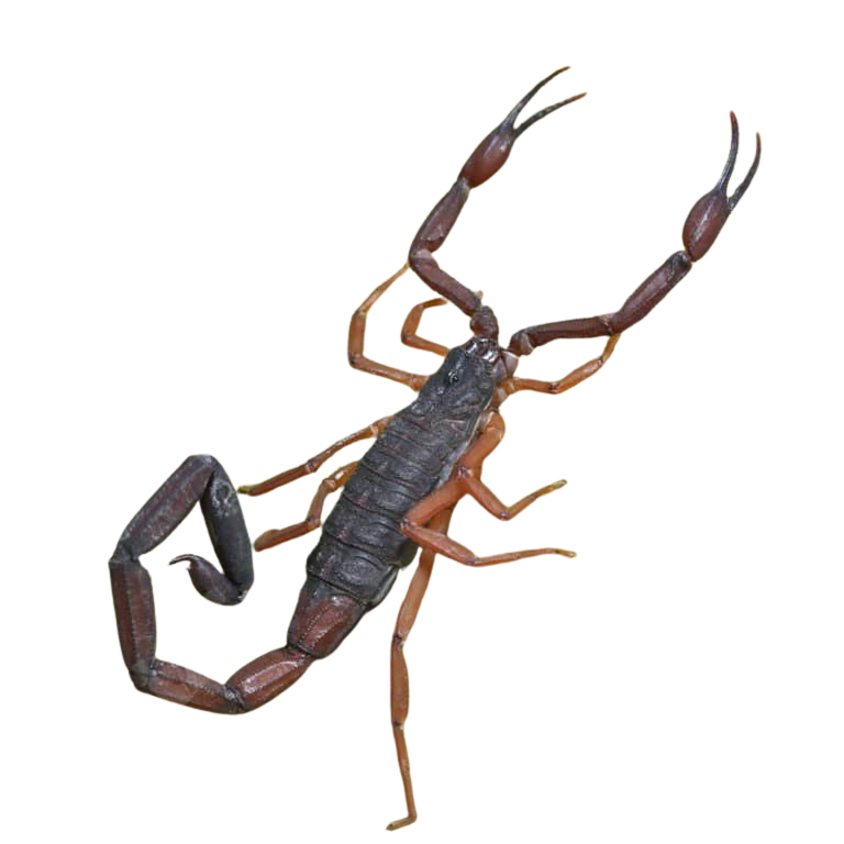 florida-bark-scorpion (1) florida bark scorpion 1