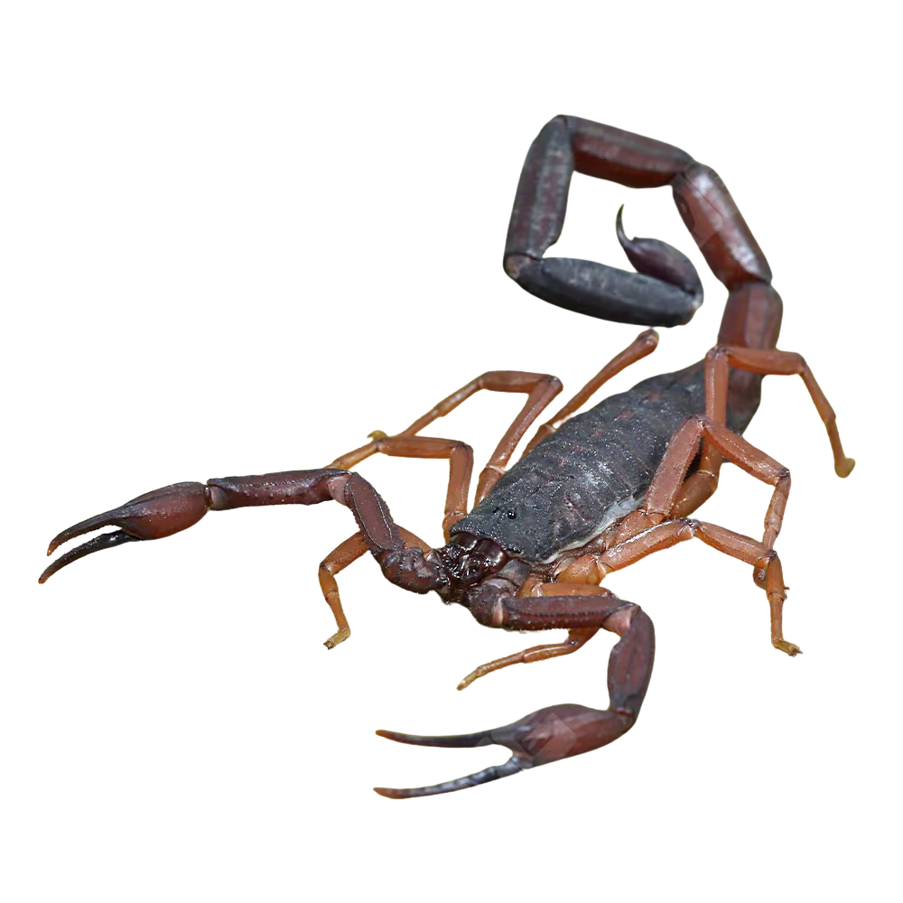 florida-bark-scorpion (2) florida bark scorpion 2