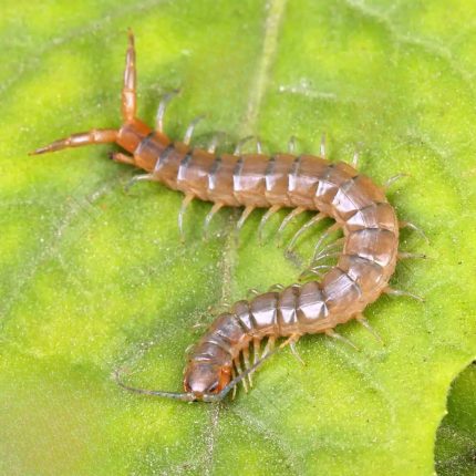 Florida Blue Centipede