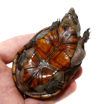 Florida Mud Turtle