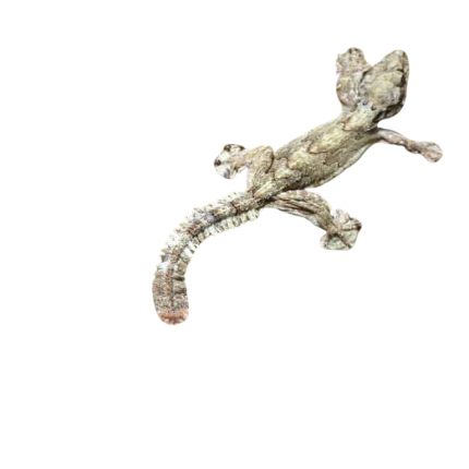 Flying Gecko
