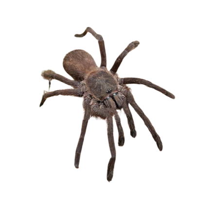Forbidden Wind Tarantula (2 – 3″)