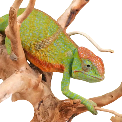 Fork Nosed Chameleon Pair