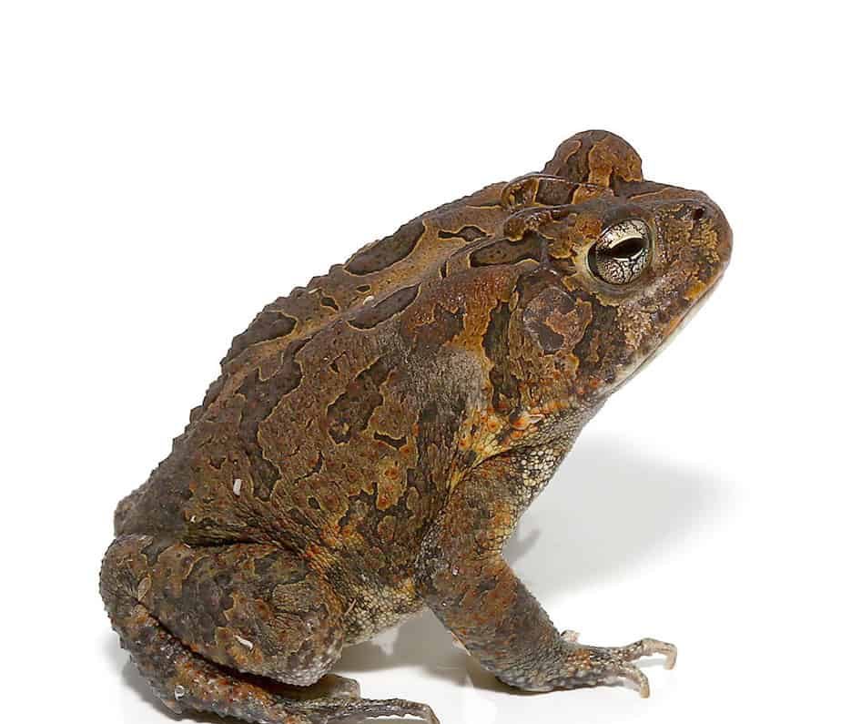 fowlers-toad fowlers toad e1745951304761