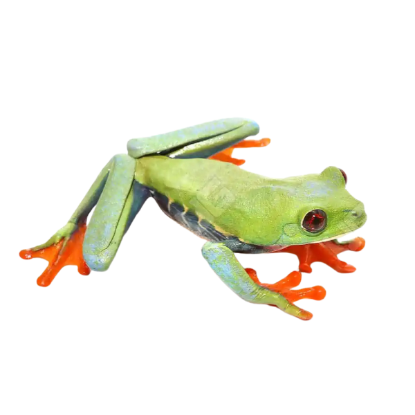 Frosted Blue Red Eye Tree Frog