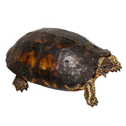 Furrowed Wood Turtle
