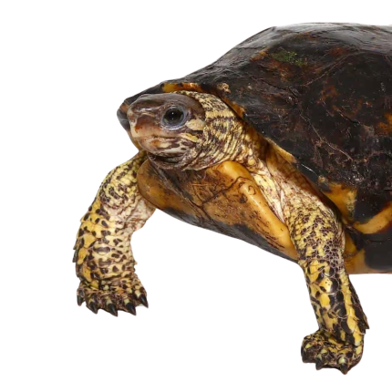 Sulawesi Asian Box Turtle