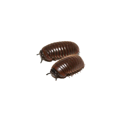 Fuzzy Pill Millipede