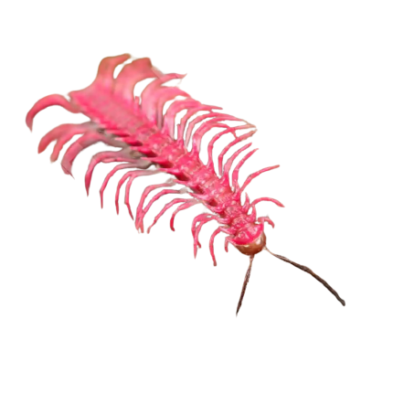 Fuzzy Pink Dragon Millipede