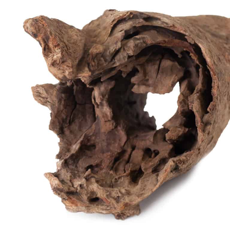 galapagos-hollow-log-eucalyptus-root-natural-6-8in galapagos hollow log eucalyptus root natural 6 8in
