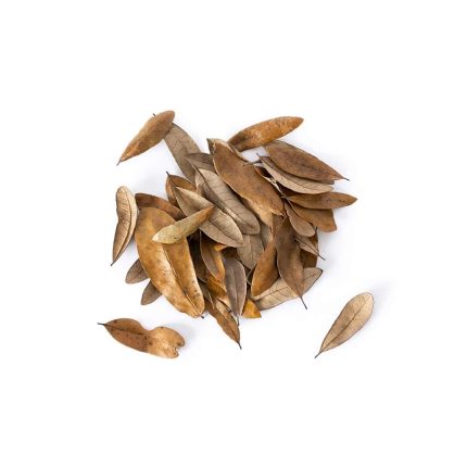 Galapagos Live Oak Leaves â€“ 4 Qt