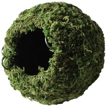 Galapagos Mossy Caves – 6″ Diameter