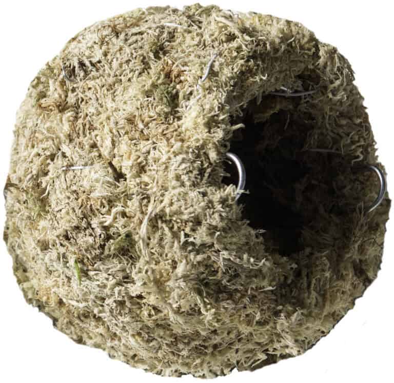 galapagos-mossy-caves-–-6″-diameter galapagos mossy caves – 6″ diameter
