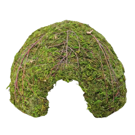 Galapagos Mossy Dome – 6″ Diameter