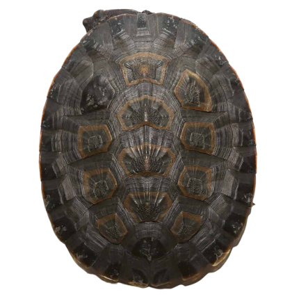 Geoffrey’s Sideneck Turtle